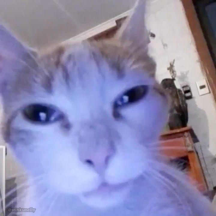 Diamond Paws