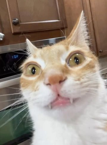 Ethereum Whiskers