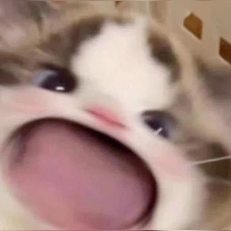 Chainlink Chonk
